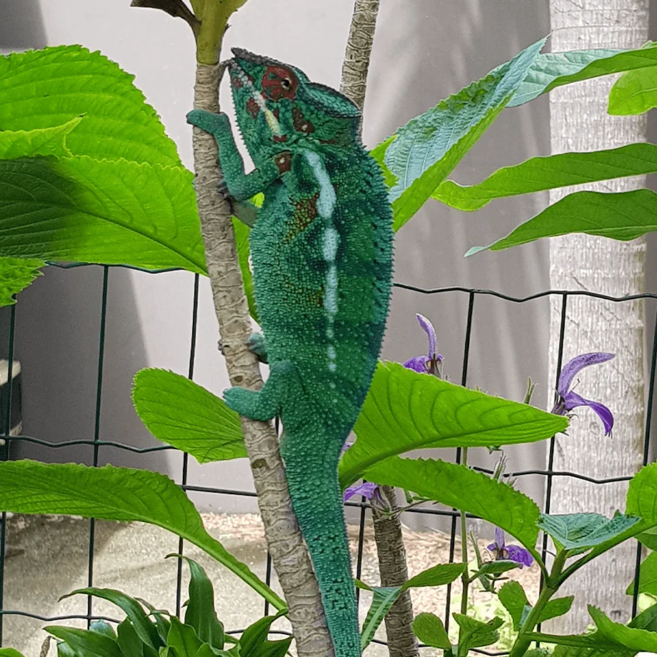 Un caméléon dans le jardin du lodge