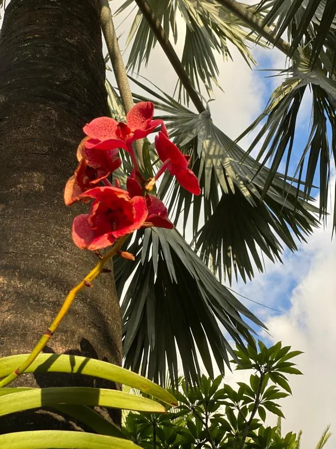 Une orchidée rouge au pied d'un palmier