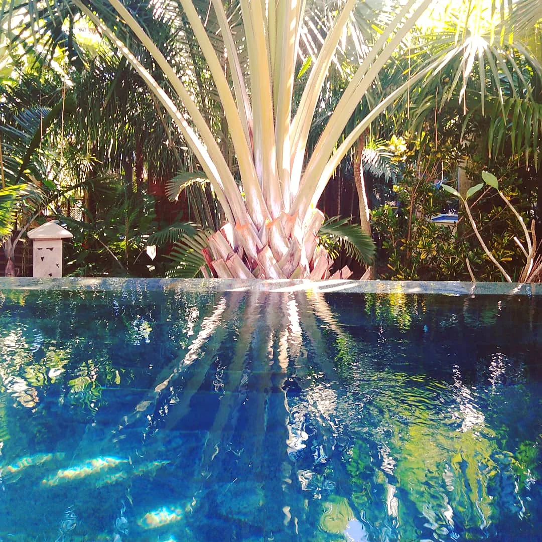 La piscine sous l'arbre du voyageur