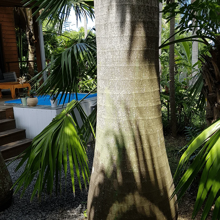 Le tronc d'un palmier au bord de la piscine